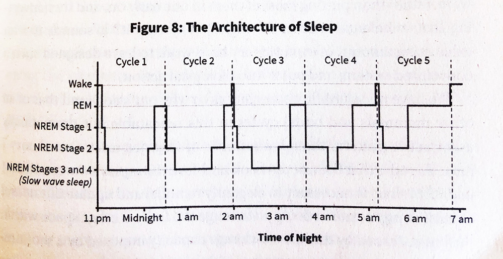 Why We Sleep Architecture of Sleep